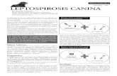 Informe leptospirosis tcm55-33327