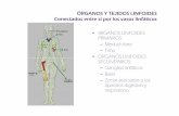 Fisiologia de Organos y tejidos linfoides