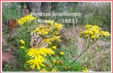 Espécie de Borboleta - Vanessa brasiliensis