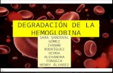 Degradacion de hemoglobina