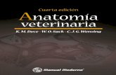 Anatomía veterinaria       Dyce , K.M. ; Sack , W.O.; Wensing , C.J.G.