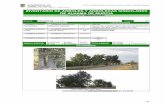 Catálogo de Árboles en Alhama