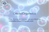 Células y organelos