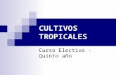 Cultivos Tropicales II