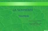 Presentación Serpiente Taipan