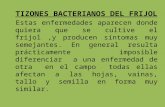 3-Tizones Bacterianos Del Frijol