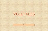 vocabulario vegetales 2