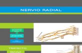 Nervio Radial