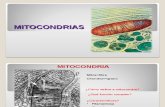 Mitocondria 2012 Vesalius