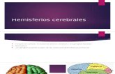 Hemisferios-cerebrales (1)
