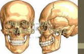 Huesos de Cráneo y Cara