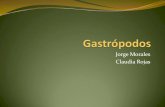 Gastr³podos (1)