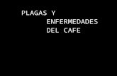 4.Plagas y Enfermedades Del Cafe (Ing Ceja)