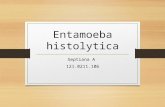 Entamoeba Histolitica - Tya