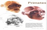 Primates Del Mioceno