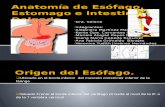 Anatomía-de-Esófago-Estomago-e-Intestino-Delgado (1).pptx