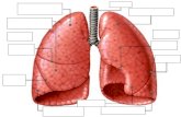 Corazón y pulmones
