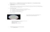 microbiología-informe (1)