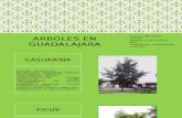 Arboles en Guadalajara