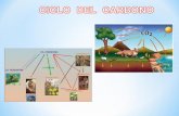 Ciclo Del Carbono-ecologia