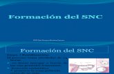 Formación Del SNC