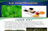 Presentacion de La Marihuana