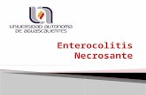 12 Enterocolitis Necrozánte