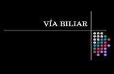 Vía Biliar