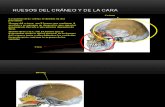 Hueso s Del Craneo y Cara Anatomia