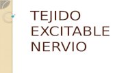 Tejido Excitable Nervio Equipo (1)