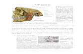 Articulación Temporomandibular (Parte 1)