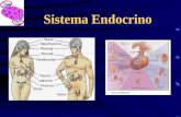 endocrino presentacion