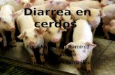 Diarrea en Cerdos 2