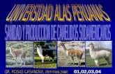 Capacidad I- Sanidad y Produccion de Camelidos Sudamericanos