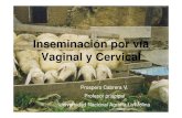 P Cabrera -Inseminación Artificial vaginal y cervical.pdf