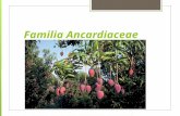Ancardiaceae modificado