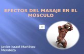 Efectos Del Masaje en El Músculo