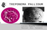 Sifilis (Treponema Pallidum)