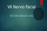 VII Nervio Facial