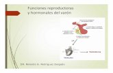 Funciones Reproductoras y Hormonales Del Varon-1