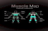 Mapa de Los Musculos
