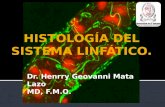 Dr. Henrry Geovanni Mata Lazo MD, F.M.O.. Se clasifican en 2 categorías. Órganos linfoides primarios (centrales) Desarrollo y maduración de linfocitos.