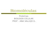 Biomoléculas Proteínas BIOLOGÍA CELULAR PROF : ANA VALLEJO G.