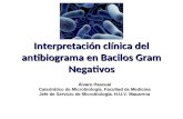 TEMA 6 Interpretación clínica del antibiograma en Bacilos Gram Negativos Álvaro Pascual Catedrático de Microbiología. Facultad de Medicina Jefe de Servicio.