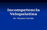 Incompetencia Velopalatina Dr. Vicente Carrillo. Anatomía 1: Orificio posterior de las 1: Orificio posterior de las fosasnasales: Coanas. 2: Úvula. 3: