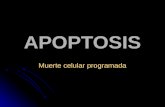 APOPTOSIS Muerte celular programada. La apoptosis consiste en una serie de acontecimientos que conducen a la muerte de la célula ordenadamente La apoptosis.