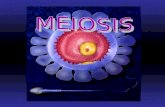 LA MEIOSIS es la división celular por la cual se obtiene células hijas con la mitad de los juegos cromosómicos (HAPLOIDES) que tenía la célula madre (DIPLOIDES),