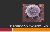 MEMBRANA PLASMÁTICA. Para tener en mente: Componentes de la membrana plasmática y sus funciones. ESTRUCTURA.