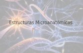 Estructuras Microanatómicas.. Tipos de células en el sistema nervioso Neuronas Células de neuroglia Células de epéndimo.