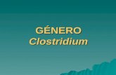 GÉNERO Clostridium. INTRODUCCIÓN  ORGANISMOS ANAEROBIOS, G + FERMENTADORES, ESPORULADOS  MÁS DE 100 ESPECIES, 20 PATÓ- GENAS (ANIMALES Y HOMBRE)  CLASIFICACIÓN.